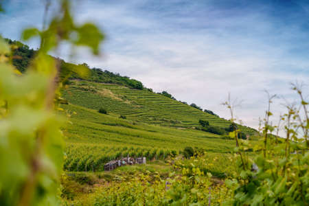 Close up on the weathered wooden poles supporting trellised green leafed vines in a vineyard in spring or summerの写真素材
