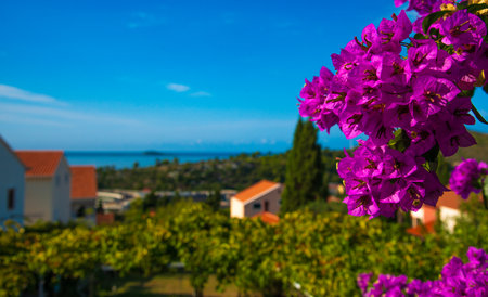 Magenta bougainvillea flowers in front of a Croatian seaside village and the Adriatic Sea under a bright blue summer sky.の写真素材