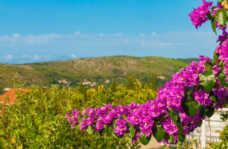 Bright magenta bougainvillea blooms in the foreground with scenic green hills and clear blue sky near Dubrovnik, Croatia, on a sunny summer day.の写真素材