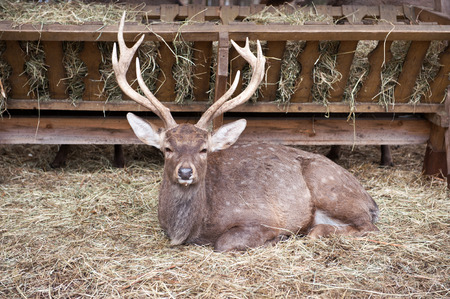 Deerの写真素材