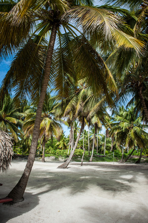 Palms beachの写真素材