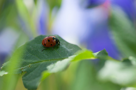 Ladybug on leafの写真素材