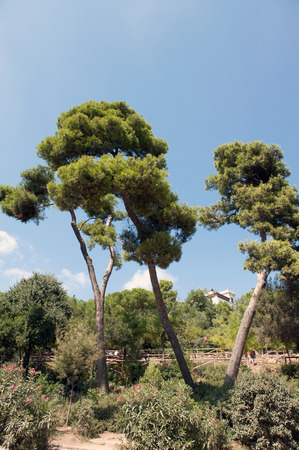 IV treesの写真素材