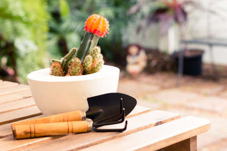 Shovel and gardening fork with cactus pot on wooden table in garden - vintage style effect pictureの写真素材