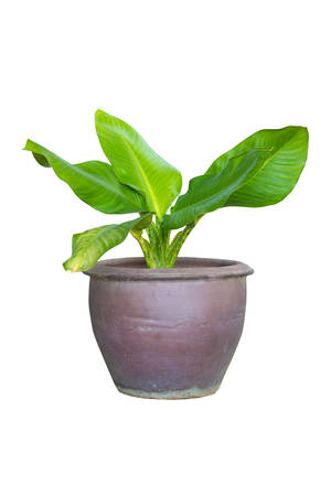 Green plant in terracotta pots isolated on white backgroundの写真素材
