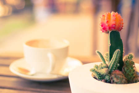 Close up cactus in coffee shop background - vintage style pictureの写真素材
