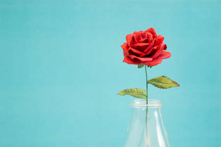 Rose on blue background with copy spaceの写真素材