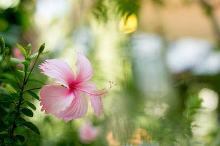 Flowers in the gardenの写真素材