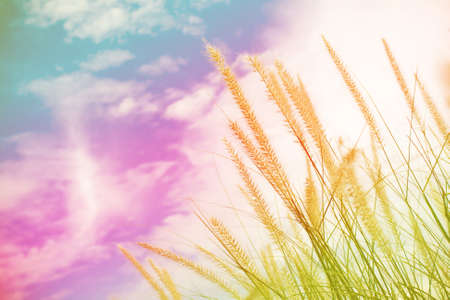 Flower grass blowing in the wind motion sky background - pastel effectの写真素材
