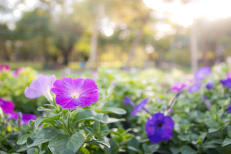 purple flowers in wild natureの写真素材