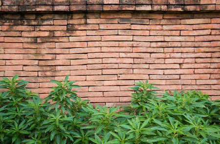 brick wall background with green leaves