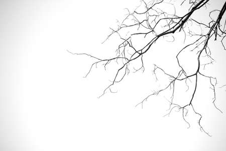 Bare Branches on white background with copy spaceの写真素材