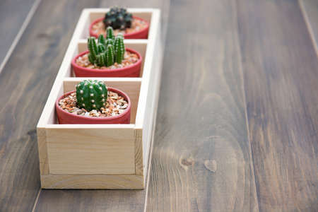 Still life of natural three cactus plants on vintage brown wooden background textureの写真素材