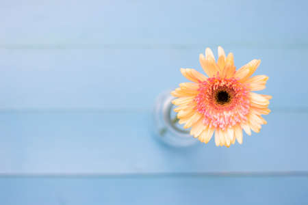 Yellow flower on bright blue wooden background with petals. Summer flat lay.の写真素材