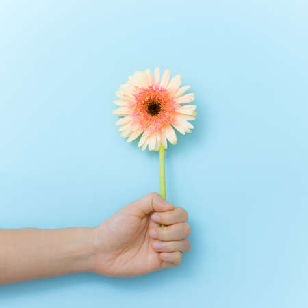 Beautiful flowers to gift in hand over blue background. Spring time and inspirationの写真素材