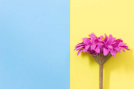 Flower flat lay on pastel background with copy space. Soft effect filter. Minimal concept.の写真素材