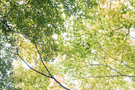 Under the green leaves in Kyoto, Japan.