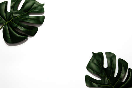 Flat lay of green tropical leaves on white background with copy space. Vacation holiday travel in...
