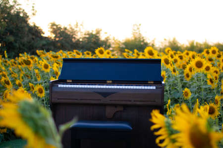 Piano in sunflower field on summer with blue skyの写真素材
