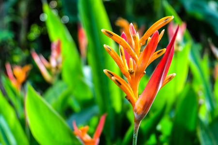 Heliconia flower at Koh Samui of Thailand