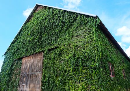 Green house at National Park, Thailandの写真素材