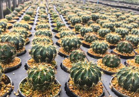row of cactus in gravel pot, orderly conceptの写真素材