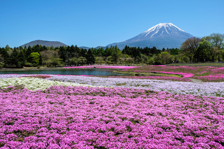 Shibazakura Festival, pink moss with Fuji mountain backgroundの写真素材