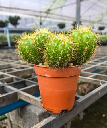 Cactus with in gravel pot and blurred backgroundの写真素材