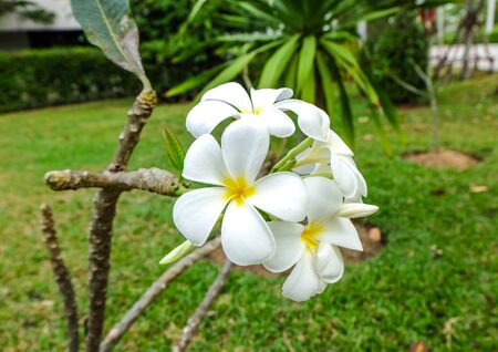 White and yellow frangipani flowers in a gardenの写真素材