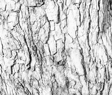 white wooden texture or background