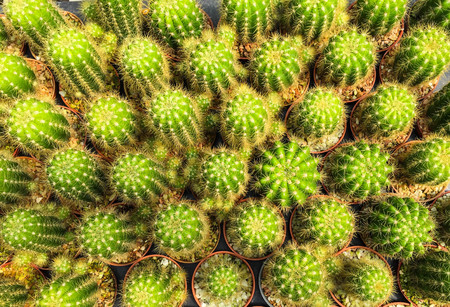 row of cactus in gravel potの写真素材