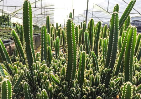Cactus with in gravel pot and blurred background