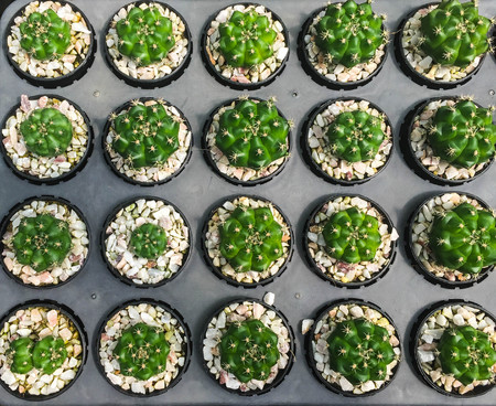 row of cactus in gravel pot, orderly concept