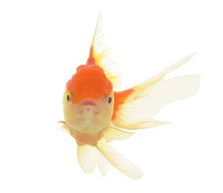 goldfishの写真素材