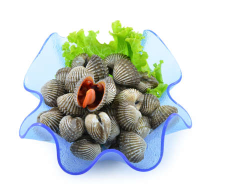 fresh cockle 