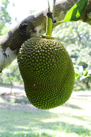 Green jackfruit on tree