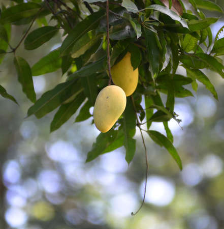 Mango on the tree の写真素材