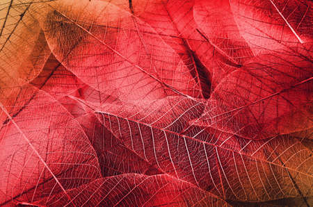 series of leaf textures in fresh colorsの写真素材