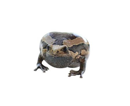 bullfrog Thailand on a white background.の写真素材