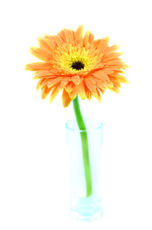 Orange gerberaの写真素材