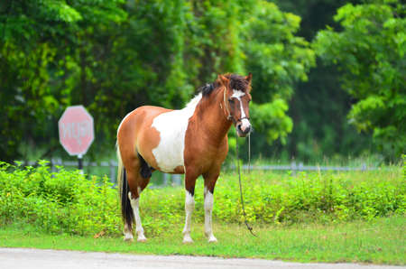 Horse on a summer pastureの写真素材