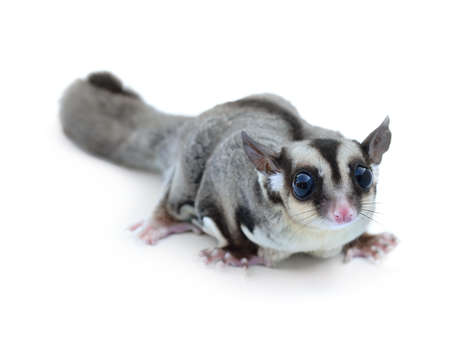 Sugar glider on white background