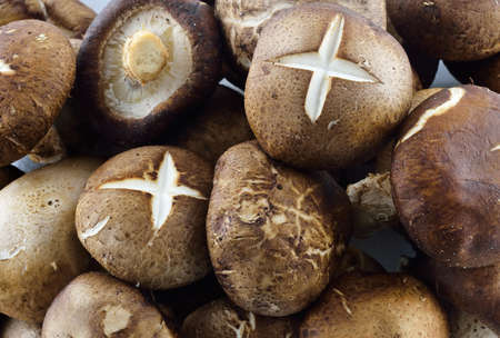 Pile of shiitake mushrooms horizontalの写真素材