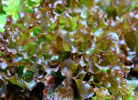 closeup oak lettuce