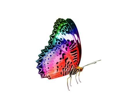 butterfly isolated on white backgroundの写真素材