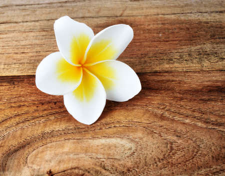 frangipani flower on woodの写真素材