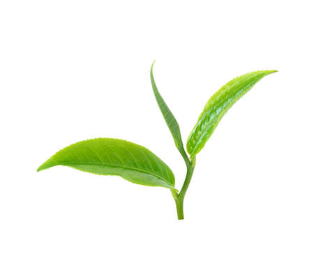 tea leaf isolated on white backgroundの写真素材