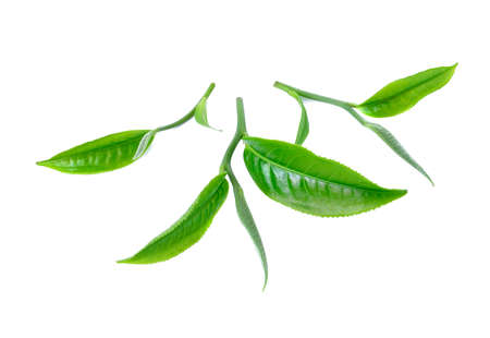 green tea leaf isolated on white backgroundの写真素材