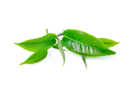 tea leaf isolated on white backgroundの写真素材