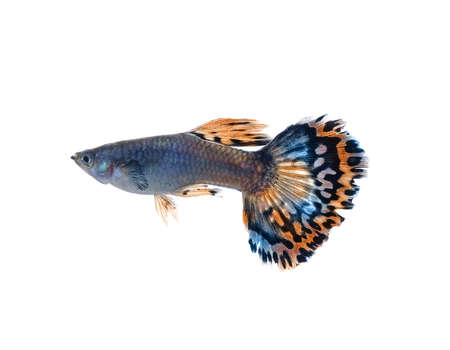 Female guppy isolated on white backgroundの写真素材